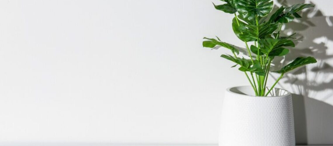 Comment_entretenir_efficacement_votre_mur_blanc_sans_toucher_à_la_peinture_?